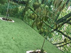 -都念榴莲·城市榴莲