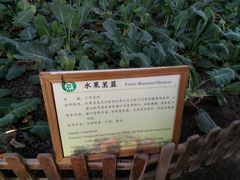-上海都市菜园