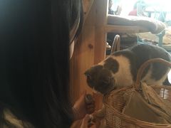 -共舞时光猫咖·狗咖(新街口店)