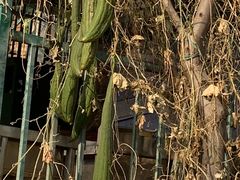 -碓臼峪自然风景区