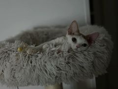 -山宅一喵德文卷毛猫舍