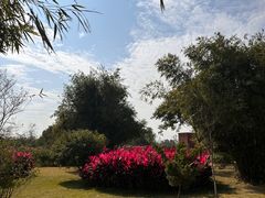 -芒洲湿地公园