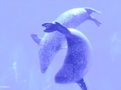 -上海海昌海洋公园-冰山北极馆