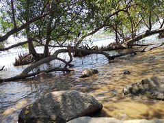 -宝安西湾红树林湿地公园