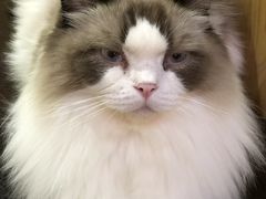 -滚猫咖啡·猫咖·猫友好撸猫(未来城店)