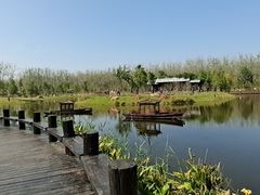 -合肥滨湖国家森林公园