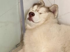 -爱侣宠医·鹦鹉专科·小型哺乳类·异宠专科(灵石路店)