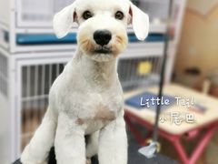 -小尾巴宠物店(万科·金域华庭店)