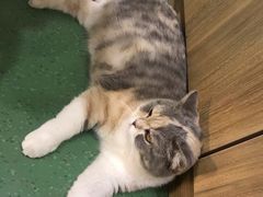 -藦茜花园宠物主题亲子互动体验馆(国顺东路店)