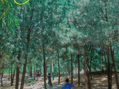 -阳台山自然风景区