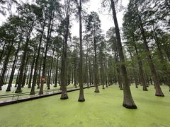 -渌洋湖湿地公园