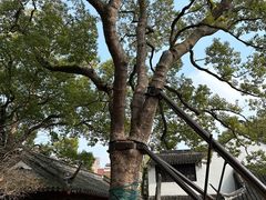 -上海醉白池公园
