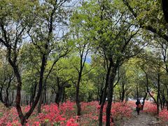 -东山风景区(洞庭东山)