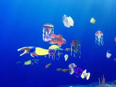 -悉尼海洋生物水族馆