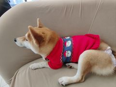 -怪兽屋·羊驼·猫咖·狗咖(俊华广场店)