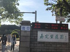 -嘉定紫藤园