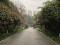 -重庆彩云湖湿地公园