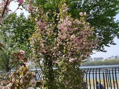 -长白岛森林公园