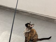 -琪喵猫屋·撸猫猫咖·猫舍