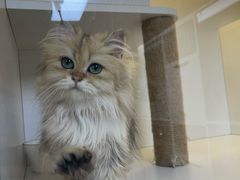 -十月米努特矮脚猫舍