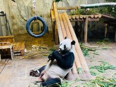 -深圳野生动物园
