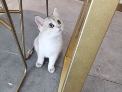 -飞行喵MR PILOT|猫舍·猫咖(静安大融城店)