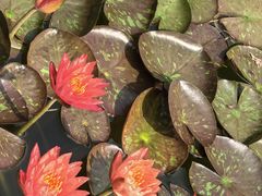 -国家植物园南园