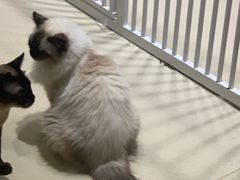 -藏猫猫咖啡主题馆(中央大道店)