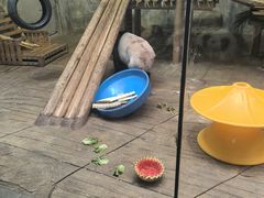 -深圳野生动物园