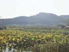 -径山花海