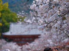 -醍醐寺