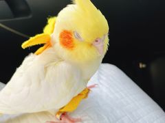 -召稼楼古镇