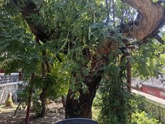 -泰山风景名胜区-普照寺