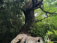 -中国唐苑