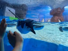 -海合安成都极地海洋公园