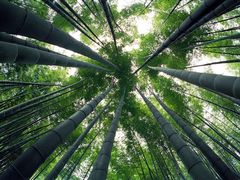 -竹野·上|老字号全竹宴