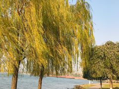 -丁香湖公园