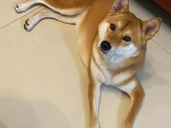 -芭比堂动物医院广州顽皮分院