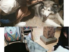 -more than meow吴止猫主题餐厅(承德 中船汇店)