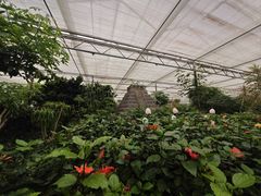 -南宫五洲植物乐园