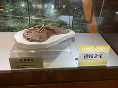 -河南自然博物馆