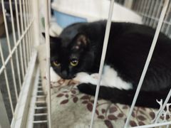 -壹迦桌游·血染钟楼剧本杀狼人杀