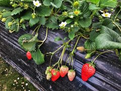 -胜丰草莓采摘园