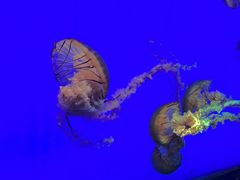 -上海海洋水族馆