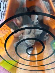 -卡通尼·Safari非洲探索乐园·生日会(金桥国际商业广场店)