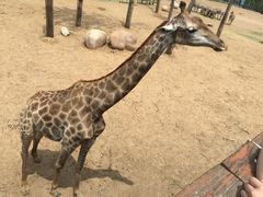 -大连森林动物园