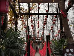 -合肥滨湖国家森林公园