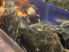 鲜活带子-V-ONE西雅图海鲜自助餐厅(仓山万达广场店)