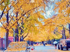-三里屯东五街银杏大道