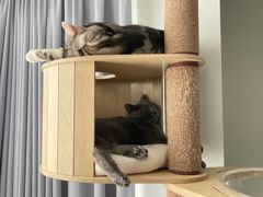 -宠爱国际动物医院· 猫科· 外科·中兽医(长白店)